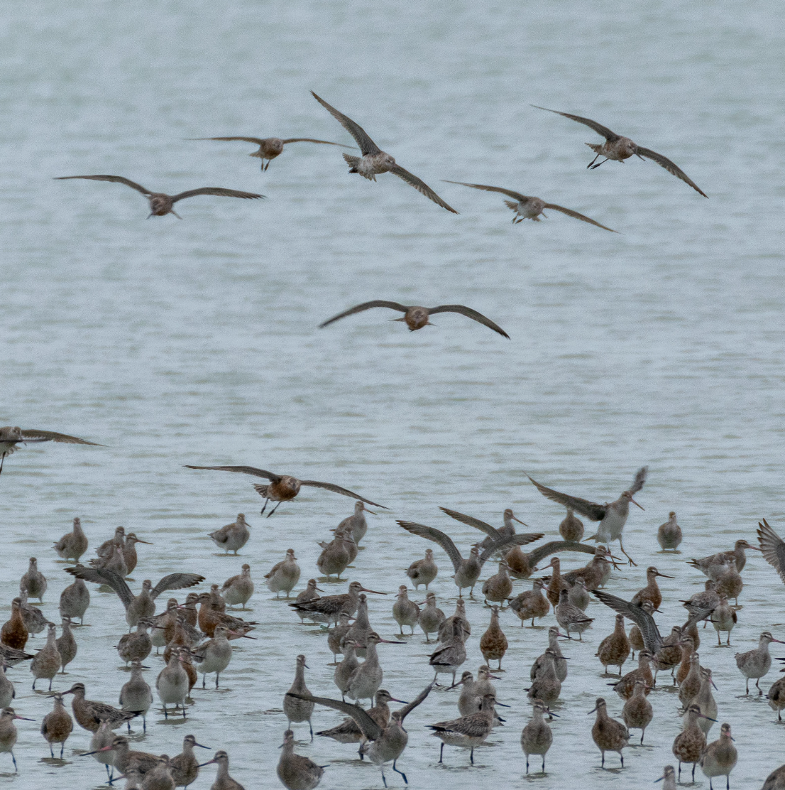 Godwits
