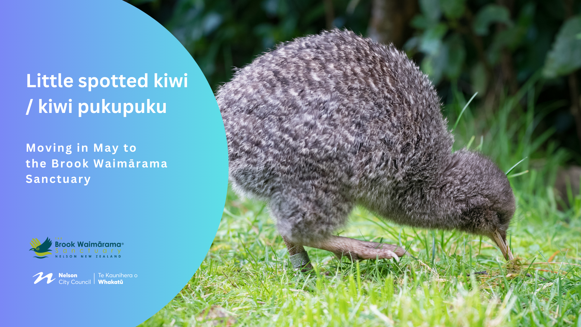 Kiwi pukupuku